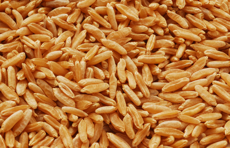 Durum wheat