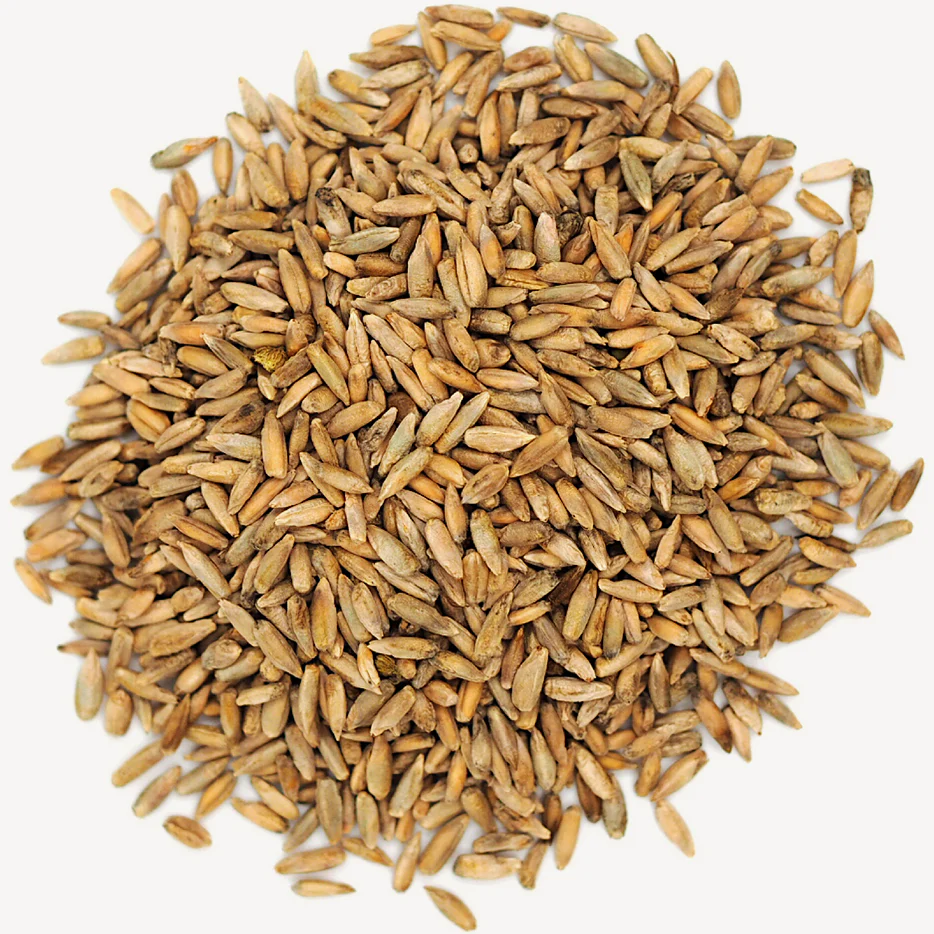 Feed barley