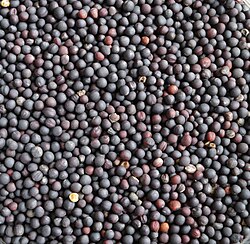 Rapeseed (canola) seeds