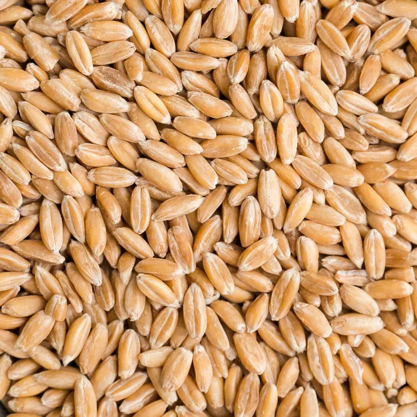 Looking to buy milling wheat, 11.5–12% protein.